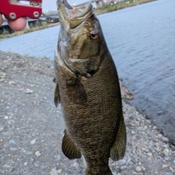 スモールマウスバス