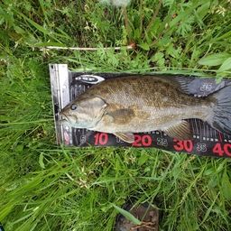 スモールマウスバス