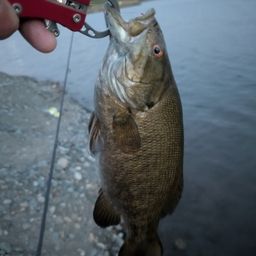 スモールマウスバス