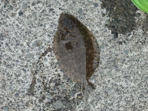 ガンゾウビラメの釣果