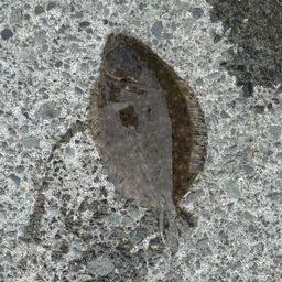 ガンゾウビラメ