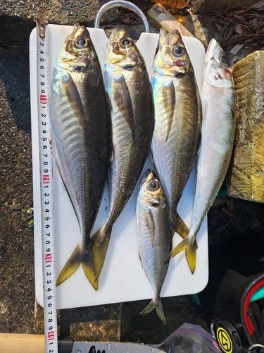 アジの釣果