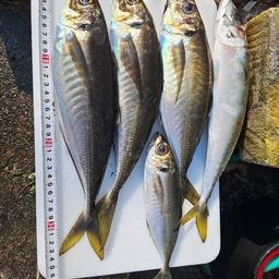 アジ