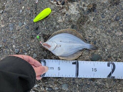 イシガレイの釣果