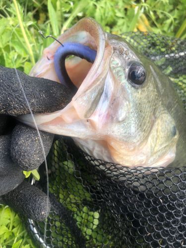 ラージマウスバスの釣果