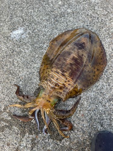 アオリイカの釣果