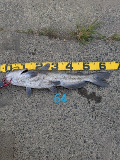 アメリカナマズの釣果