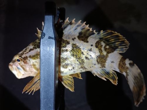 タケノコメバルの釣果