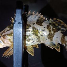 タケノコメバル