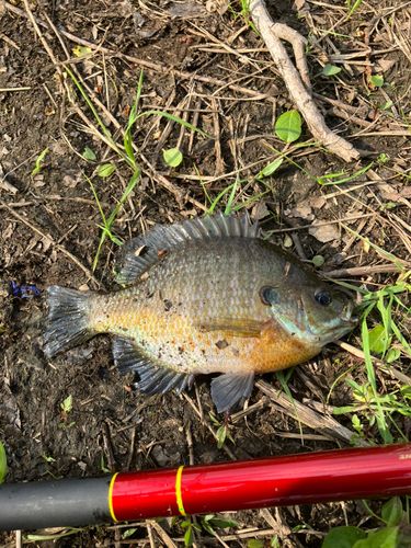 ブルーギルの釣果