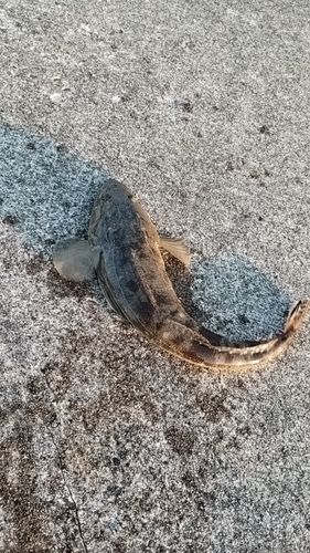 マゴチの釣果