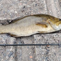 スモールマウスバス