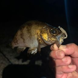 メバル