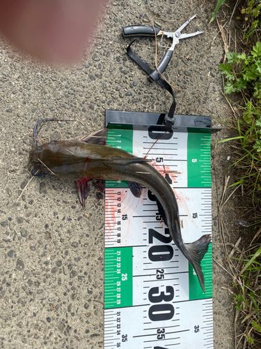 アメリカナマズの釣果