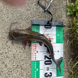 アメリカナマズ