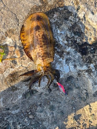 アオリイカの釣果