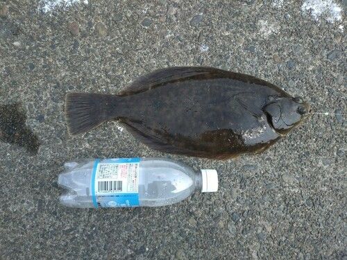 カレイの釣果