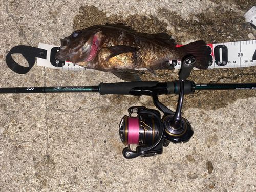 アカメバルの釣果