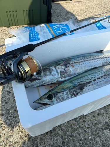 サワラの釣果