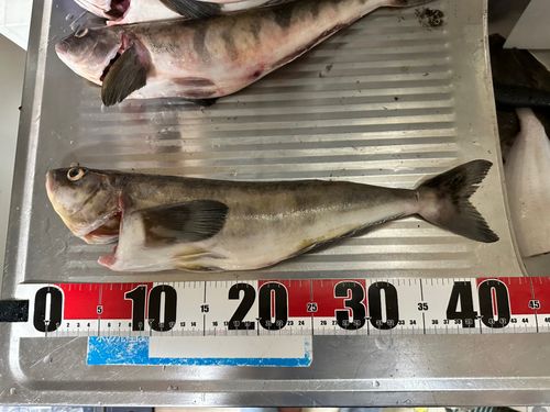 ホッケの釣果