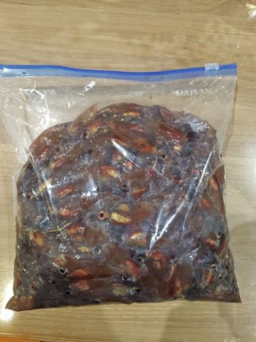 ホタルイカの釣果