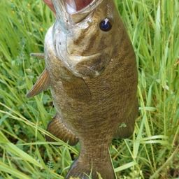 スモールマウスバス