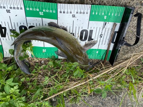 アメリカナマズの釣果