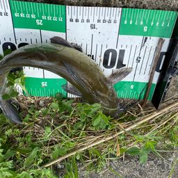 アメリカナマズ