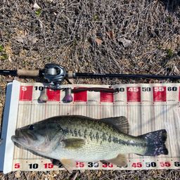 ラージマウスバス