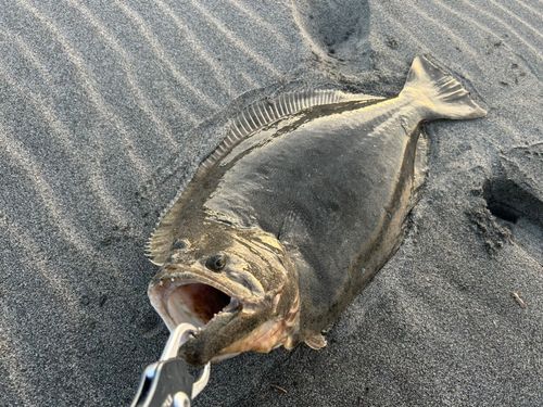 ヒラメ