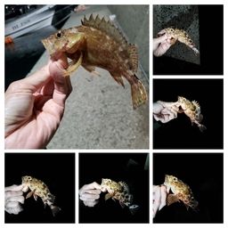 カサゴ