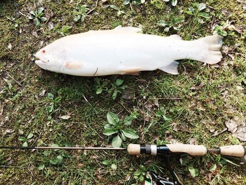 アルビノニジマスの釣果