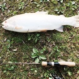 アルビノニジマス