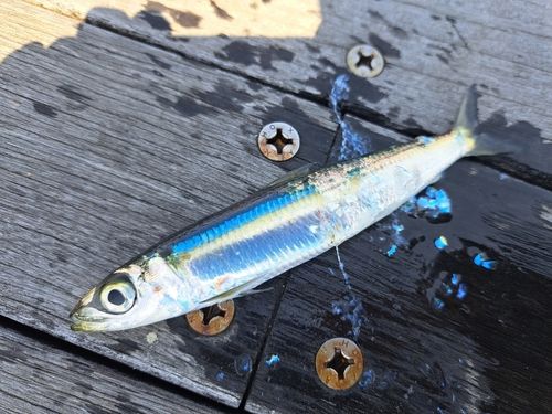 ウルメイワシの釣果