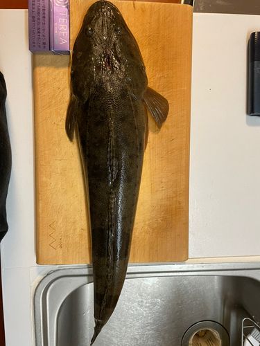 マゴチの釣果