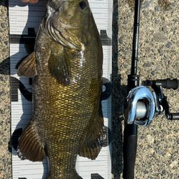 スモールマウスバス