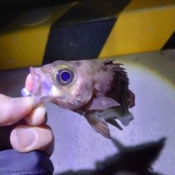 メバル