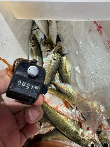 アジの釣果