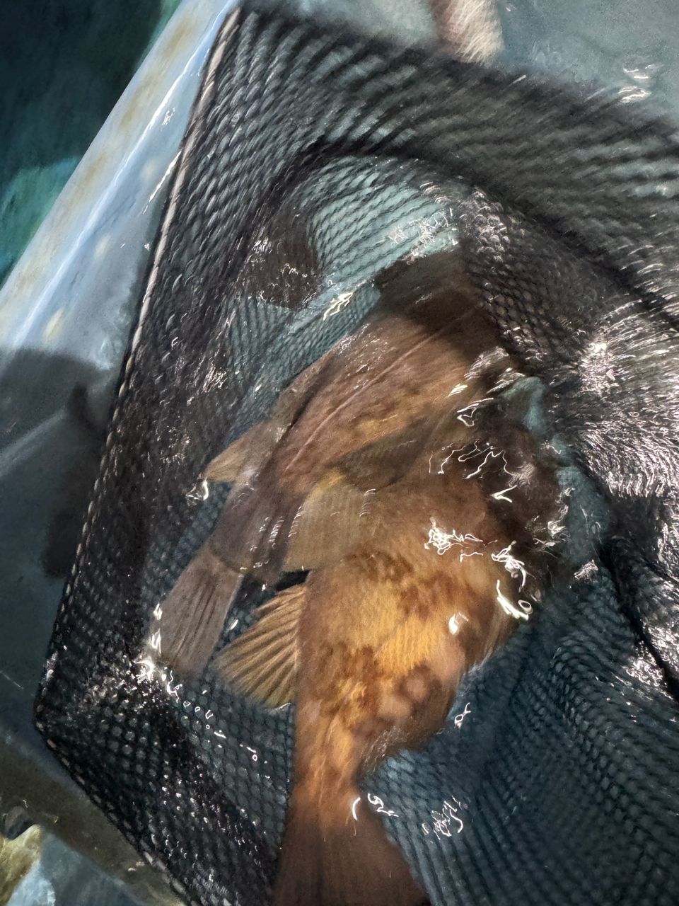 わんこわんさんの釣果 2枚目の画像