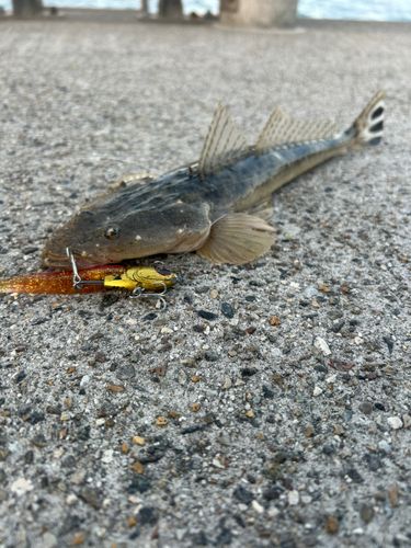 マゴチの釣果