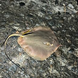 アカエイ