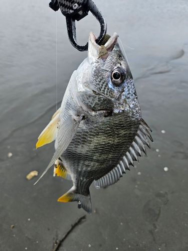キビレの釣果