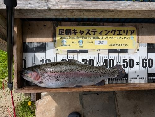 ニジマスの釣果