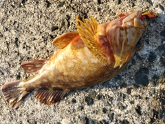 ガシラの釣果