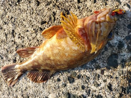 ガシラの釣果