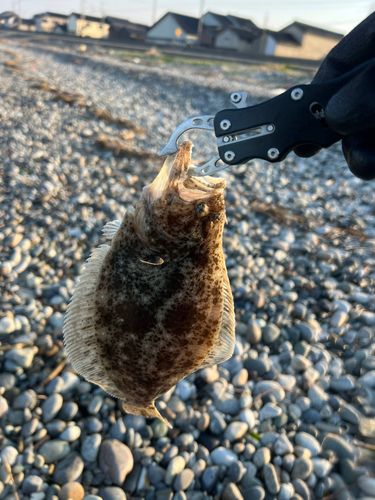 ソゲの釣果