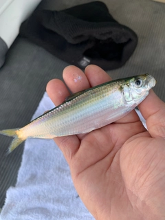 サッパの釣果