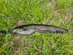 ナマズの釣果