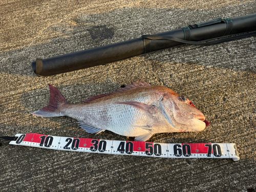 マダイの釣果