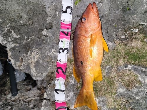 イッテンフエダイの釣果